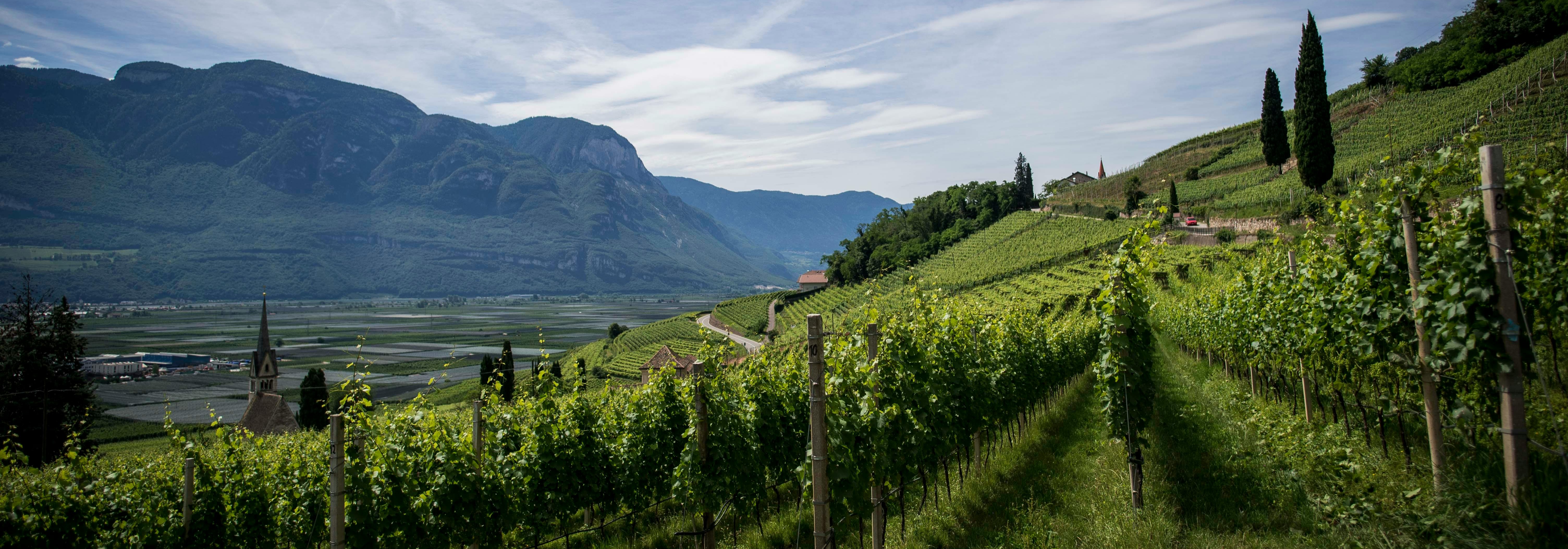 Encabezado de la página